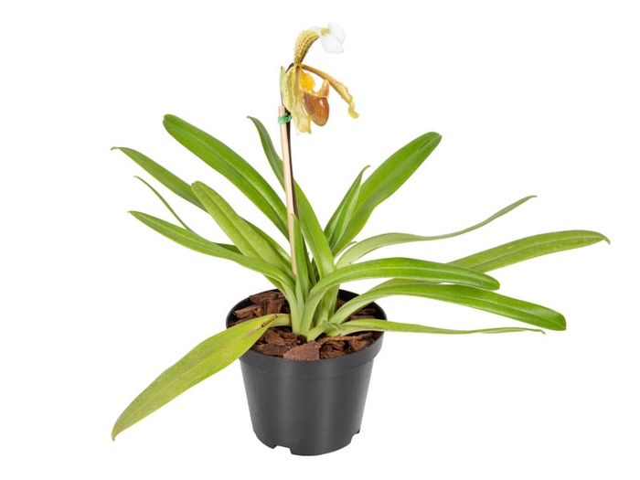 <h4>ORQUIDEA PAPHIOPEDILUM P14</h4>