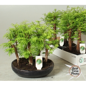 BONSAI OV