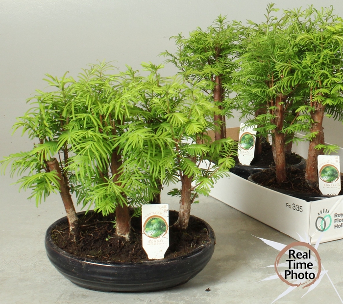 <h4>BONSAI OV</h4>