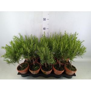 Rosmarinus offi.   ...