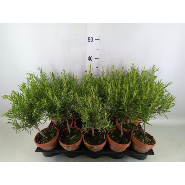 <h4>Rosmarinus offi.   ...</h4>