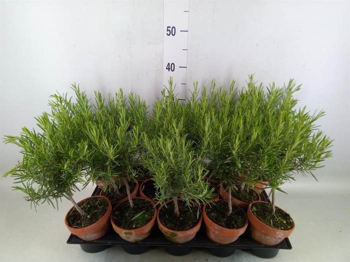 <h4>Rosmarinus offi.   ...</h4>