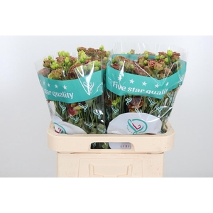 Eus G Rosan Terracot