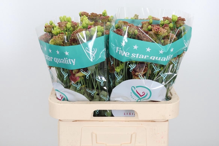 <h4>Eus G Rosan Terracot</h4>