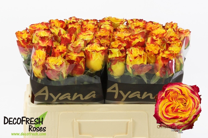 <h4>R Gr Crimson Sky</h4>