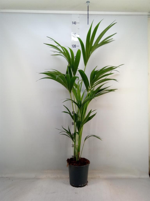 <h4>Howea forsteriana</h4>