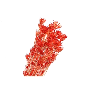 Nigella Orientalis Orange