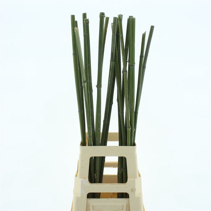 Bamboe Stok 85cm