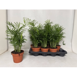CHAMAED ELEGANS