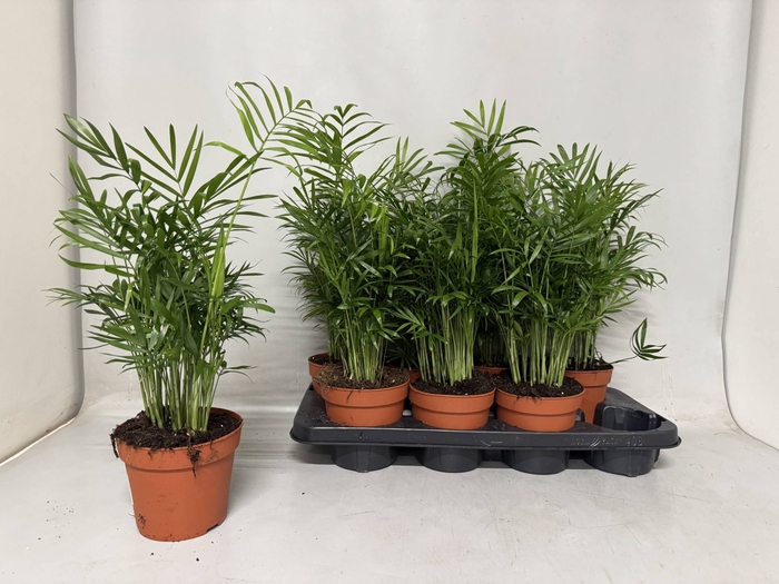 <h4>CHAMAED ELEGANS</h4>