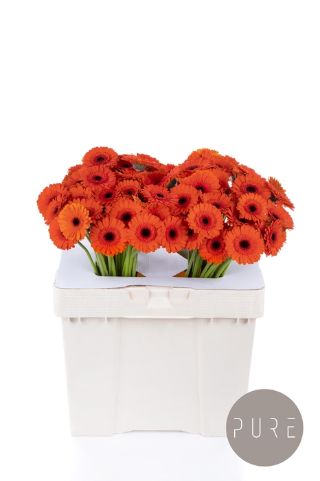 <h4>GE MI CARAMBA</h4>