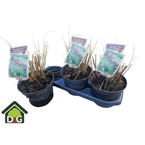 MISC SIN GRACILLIMUS