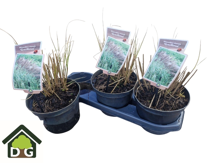 <h4>MISC SIN GRACILLIMUS</h4>