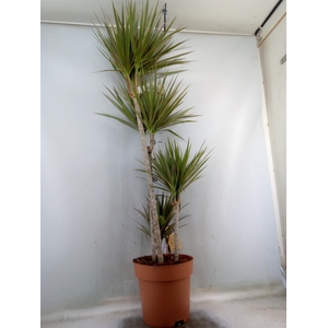 Dracaena marg. 'Bicolor'