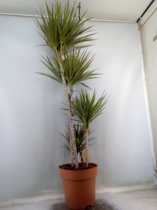 <h4>Dracaena marg. 'Bicolor'</h4>