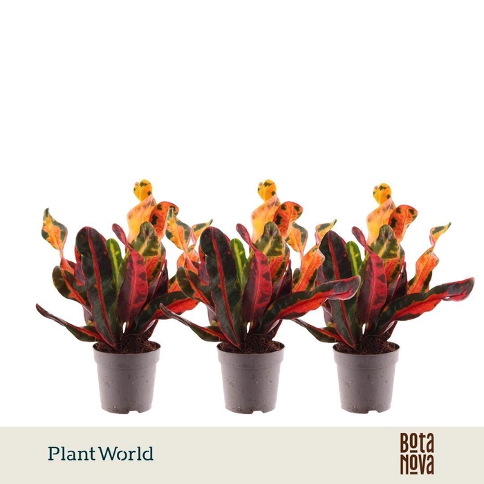 <h4>Croton Mammi kopstek 7 cm</h4>