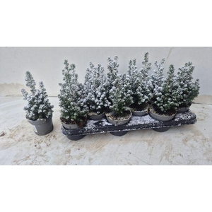 Chamaecyparis thyoides Top Point