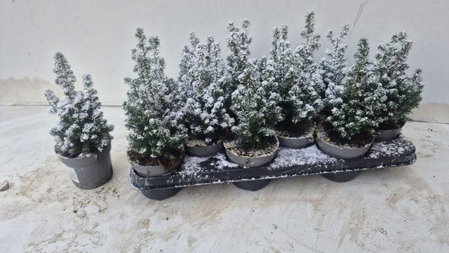 <h4>Chamaecyparis thyoides Top Point</h4>