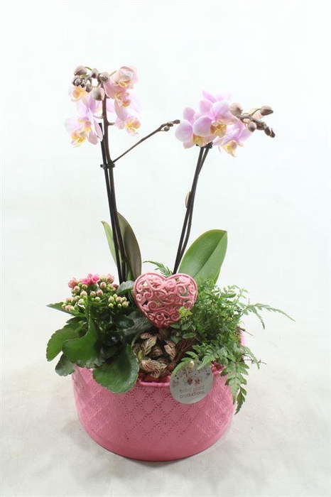 <h4>PH04 STELLA PINK</h4>