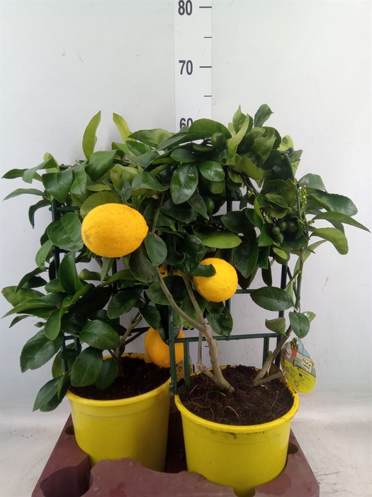 <h4>Citrus meyeri 'Meyer'</h4>