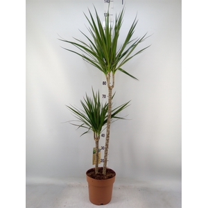 Dracaena marg.