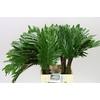 Philodendron Xanadu