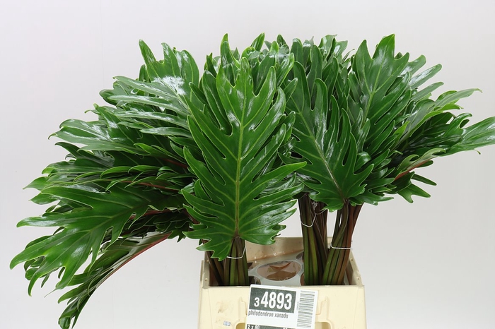 <h4>Philodendron Xanadu</h4>