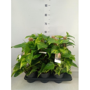 Epipremnum pinn.   ...moss stick