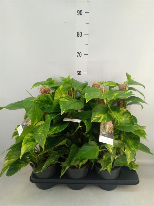 <h4>Epipremnum pinn.   ...moss stick</h4>