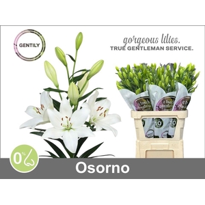 LI LA OSORNO