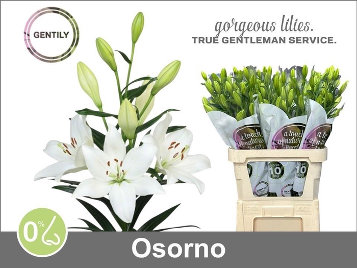 <h4>LI LA OSORNO</h4>
