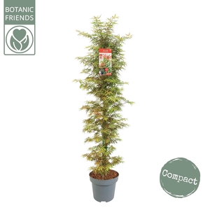 Acer palmatum Jerre Schwartz