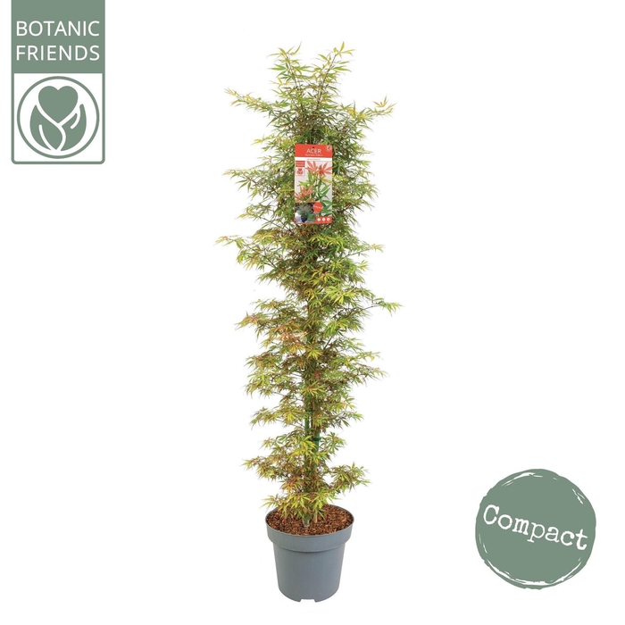 <h4>Acer palmatum Jerre Schwartz</h4>