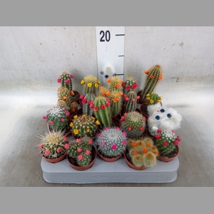 Cactus   ...decorated