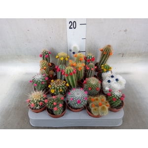 Cactus   ...decorated