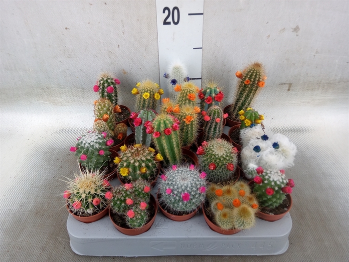 <h4>Cactus   ...decorated</h4>