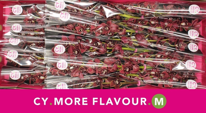 <h4>Mini cymbidium 'George Harrison' 50 cm</h4>