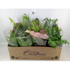 Planten Groen   ...mix 12