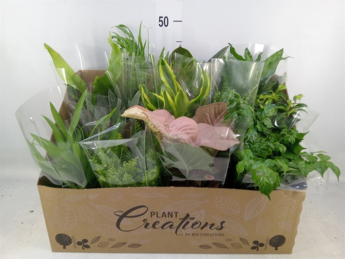 <h4>Planten Groen   ...mix 12</h4>