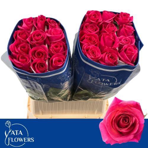 <h4>R gr Pink Floyd</h4>