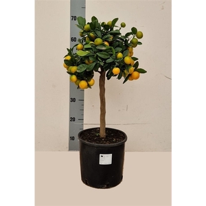 Citrus Calamondin