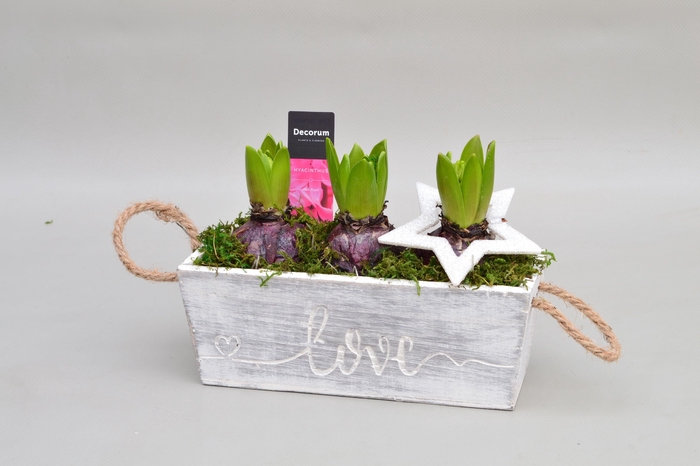 Hyacint Claire HL12902 [PURE]