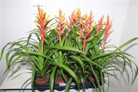 <h4>Guzm Dissitiflora</h4>