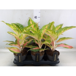 Aglaonema   ...