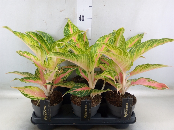 <h4>Aglaonema   ...</h4>