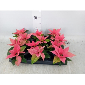 Euphorbia pulc. 'Christ Feel Pink'
