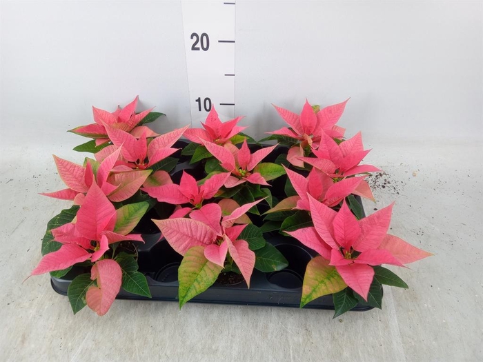 <h4>Euphorbia pulc. 'Christ Feel Pink'</h4>
