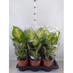 Dieffenbachia  'Mars'