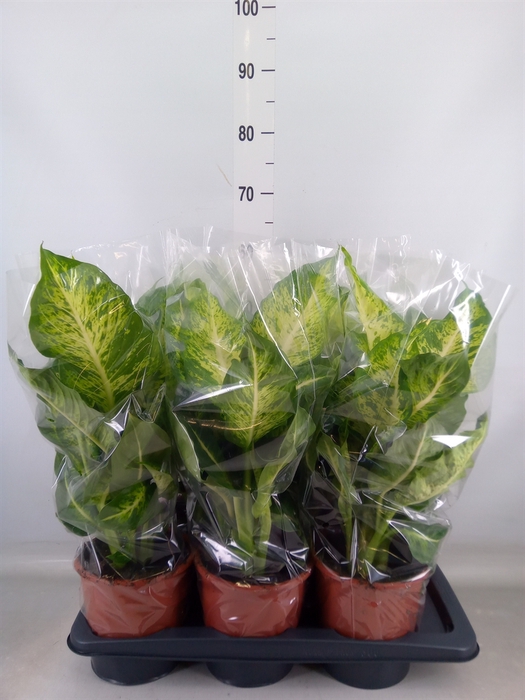<h4>Dieffenbachia  'Mars'</h4>