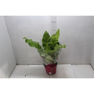 ASPLENIUM NIDUS P19